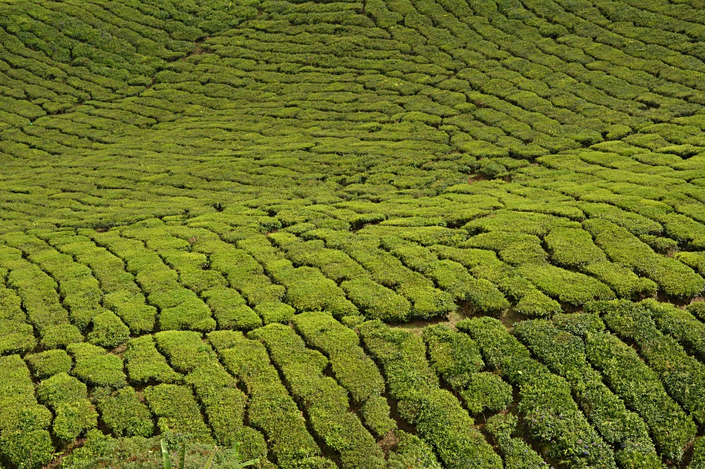 Phnom Trong Morn Trong Tea